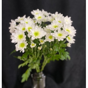 Купить хризантему кустовую белую с доставкой в Биробиджане
