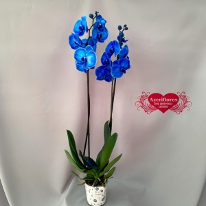 Купить крашеную орхидею Фаленопсис в Биробиджане