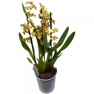 Орхидея «Камбрия» в горшке