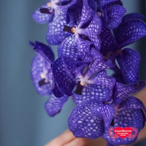 Купить орхидею Ванда (Vanda) в Биробиджане