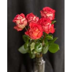 Купить розу «Игуазу» с доставкой в Биробиджане
