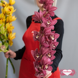 Купить ветку орхидеи поштучно в Биробиджане