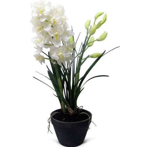 Купить орхидею Цимбидиум №2 в Биробиджане
