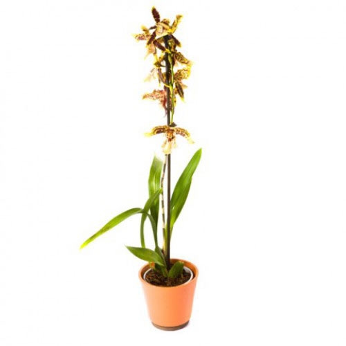 Купить орхидею Камбрия в Биробиджане