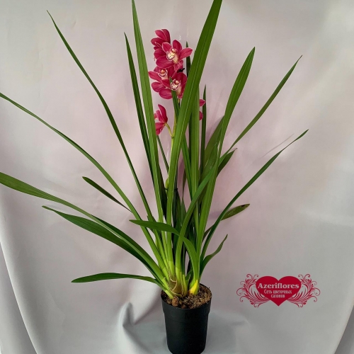 Купить орхидею Цимбидиум №1 в Биробиджане