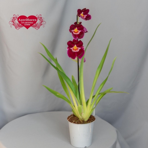 Купить орхидею Мильтония в горшке в Биробиджане
