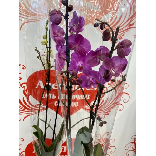 Купить двуствольную орхидею с доставкой в Биробиджане