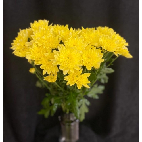 Купить хризантему кустовую жёлтую с доставкой в Биробиджане