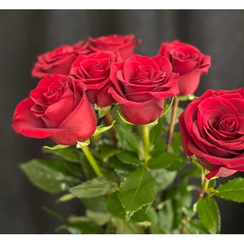 Купить красную розу с доставкой в Биробиджане