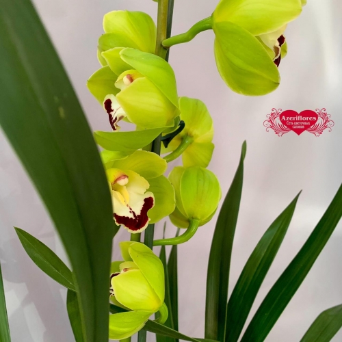 Купить орхидею Цимбидиум №1 в Биробиджане